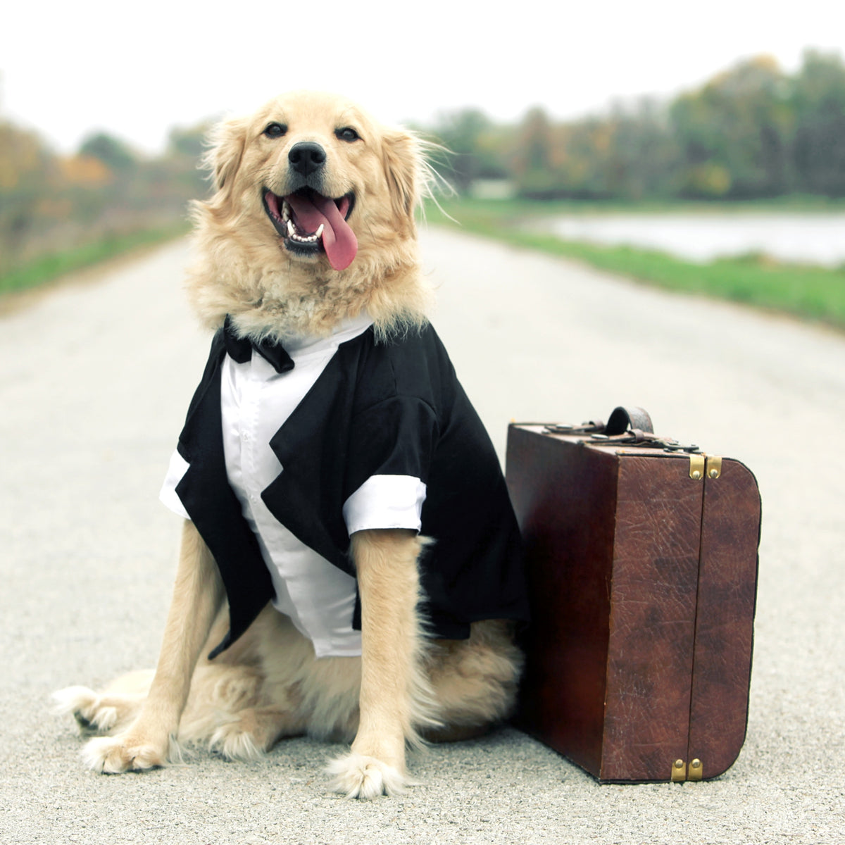 Dog Formal Wear UKUSCAdoggie Dog Formal Wear UKUSCAdoggie