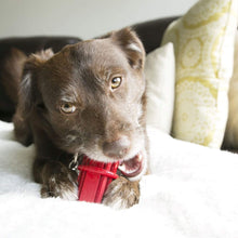 Load image into Gallery viewer, Dog gnaws on his Dental Dog Chew Stick 
