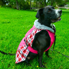 Load image into Gallery viewer, Dog looks very smart wearing an Alpine All-Weather Dog Coat in Raspberry Plaid
