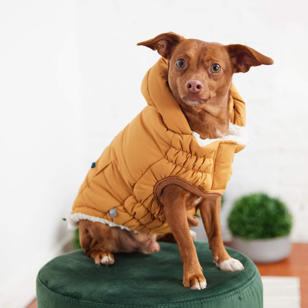 Ultimate Winter Coat for Dogs | Super Puff Dog Parka - Yellow