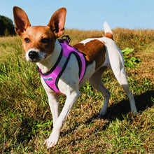 Load image into Gallery viewer, Dog wearing Liberty Bay Dog Harness in Lavender
