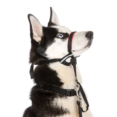 Dog wears the Halti Optifit Head Collar
