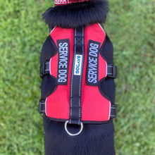 Load image into Gallery viewer, Looking Down on Dog Wearing Service Dog Harness
