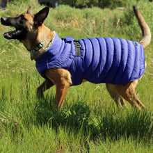 Load image into Gallery viewer, Shepherd Wears Alpine Extreme Weather Puffer Dog Coat in Blue - side view
