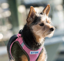 Load image into Gallery viewer, Yorkie wears Liberty Bay Dog Harness in Pink Lemonade
