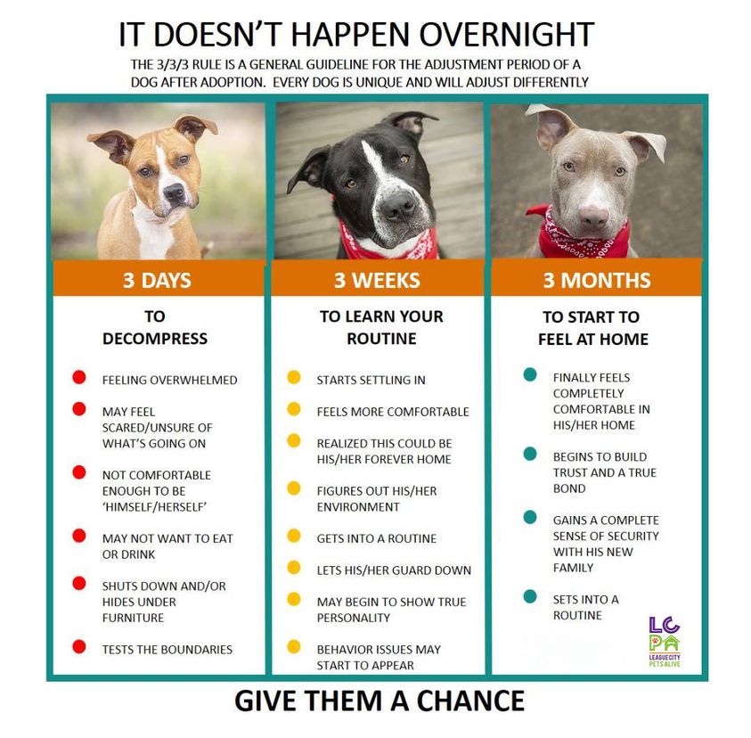 333 Rule of Adopting A Dog