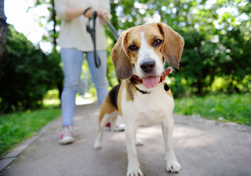 4 Fun Things To Do With Your Dog This Spring