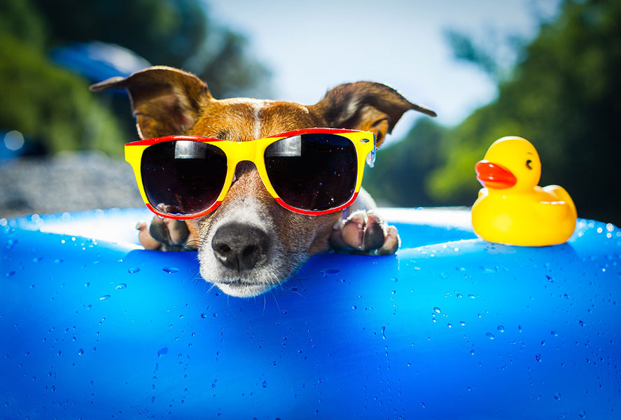 5 productos para que los perros se diviertan bajo el sol este verano