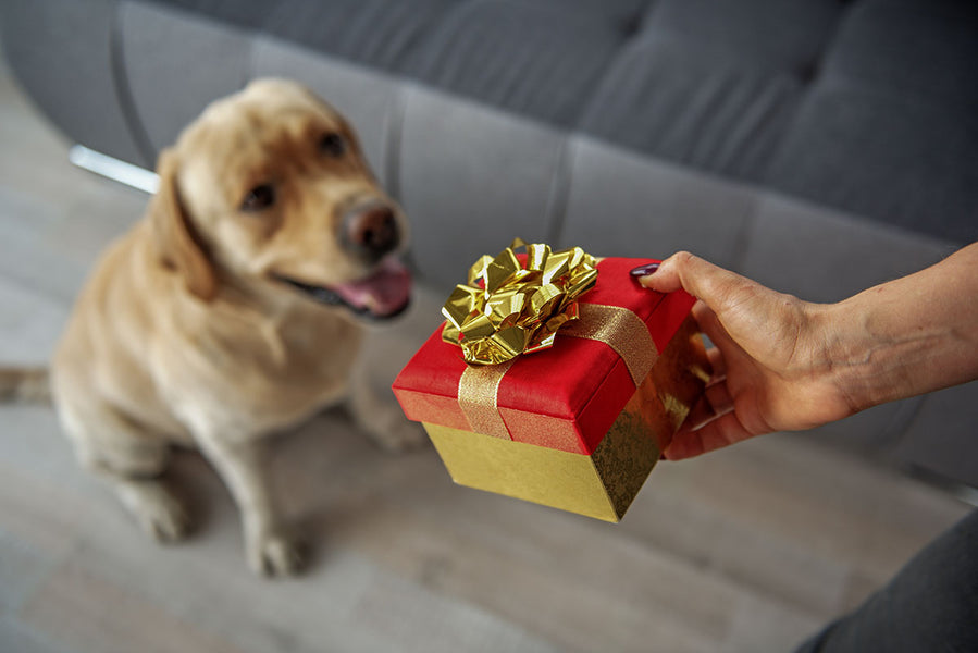 Gift Giving for Man’s (and Woman’s) Best Friends