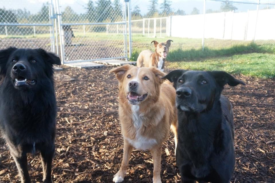 Benefits and Types of Doggie Daycare