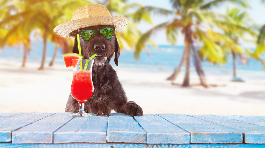 Is Your Pooch Ready for Summer?