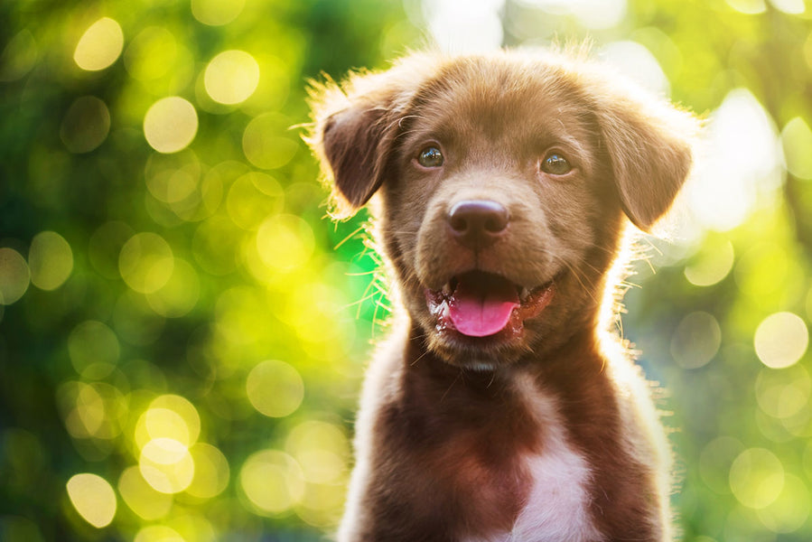 Tips for Making Your Dog Happy