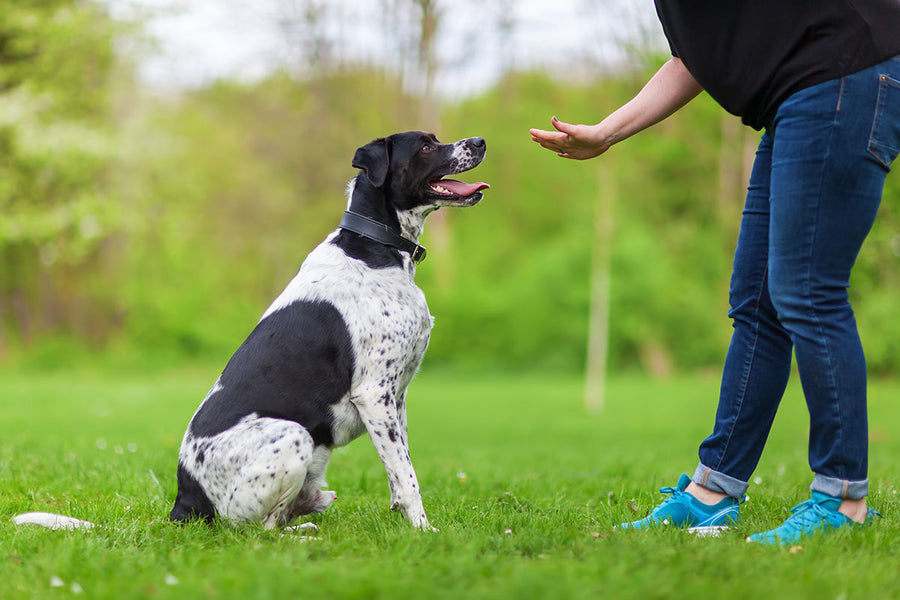 Toys, Treats, and Time are the Three Most Important Components of Pet Training
