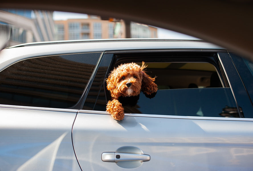 Why You Should Invest in a Quality Car Safety Harness for Dogs