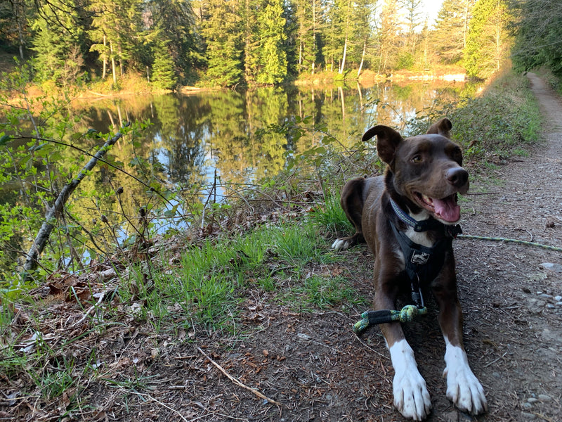 Dog-Friendly Hikes in Whatcom County
