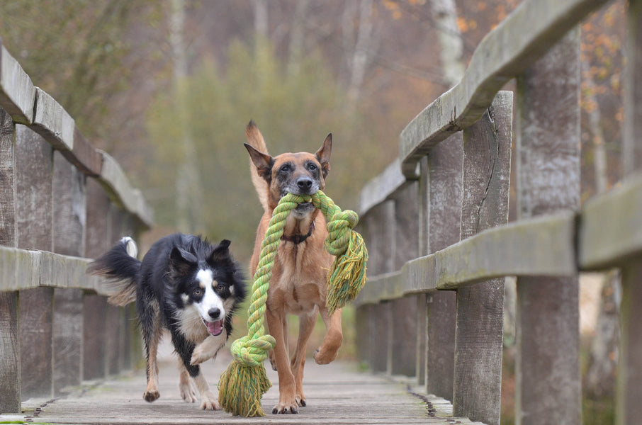 Breakaway Dog Collars - Why Every Dog Should Have One!