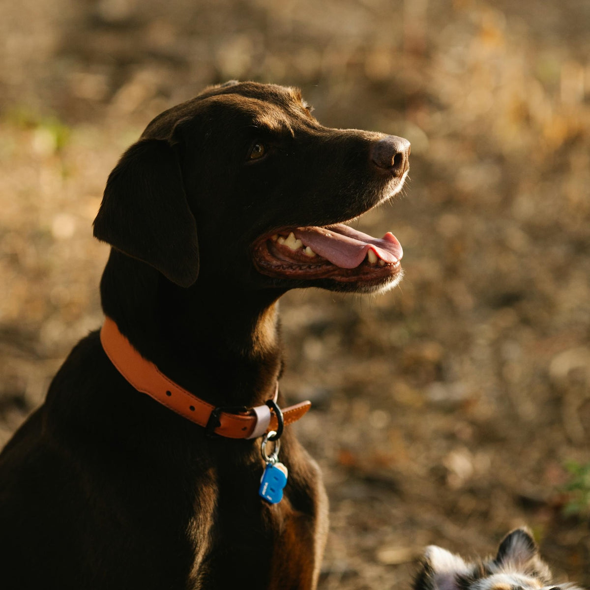 Colladog Buy Dog Collars Online | Leather, Martingale & No-Pull Collars ...