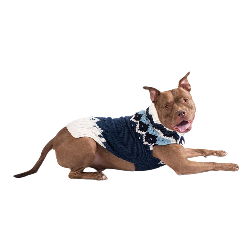 Bully breed dog wearing a blue and white patterned sweater on a white background