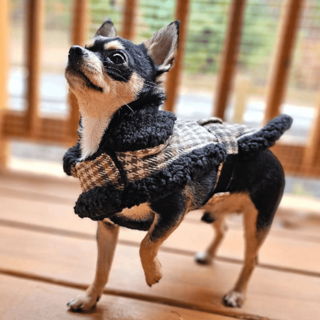 Chihuahua models Sherpa-lined Dog Harness Coat in Brown and White Plaid 