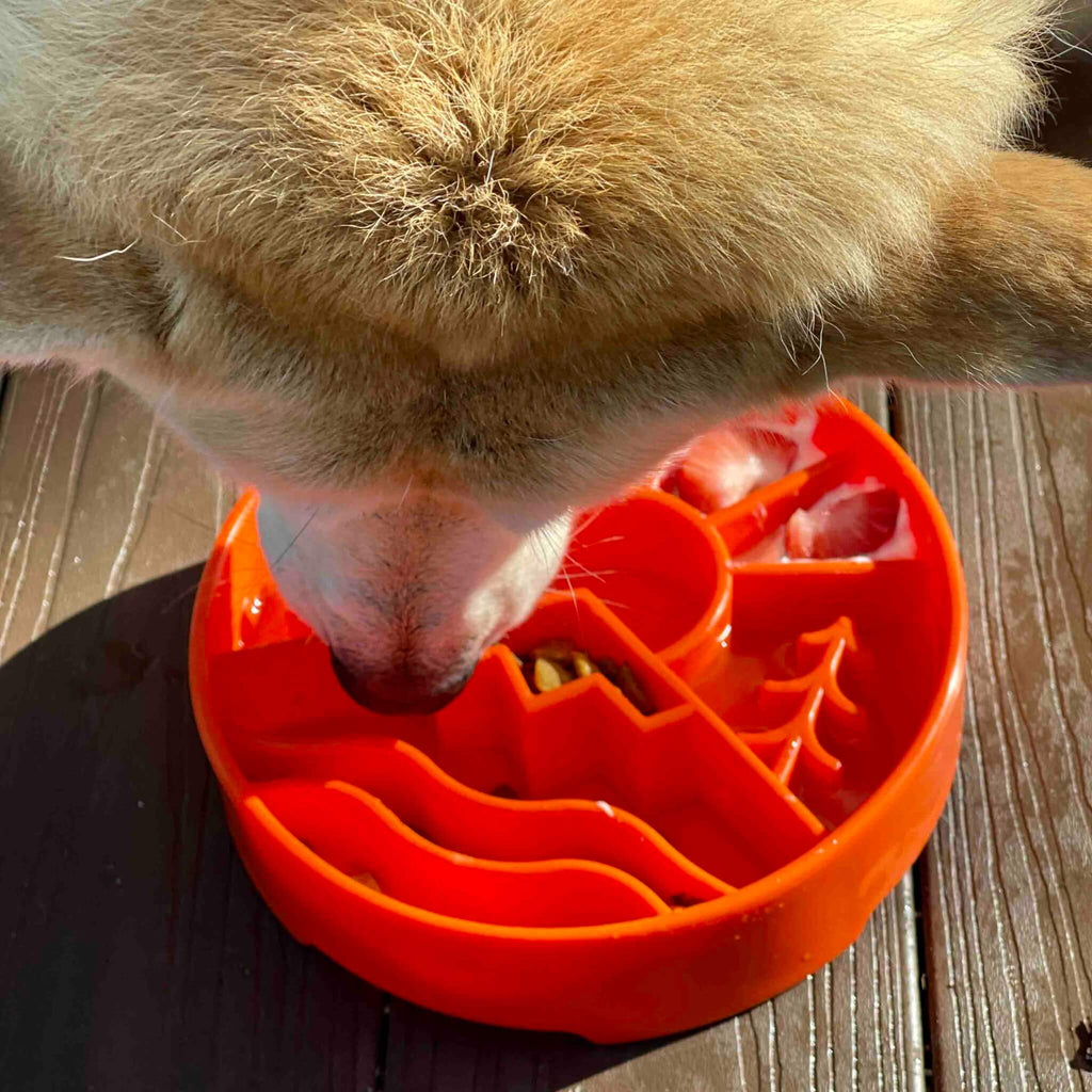 Dog eating from an orange slow feeder bowl on a wooden surface
