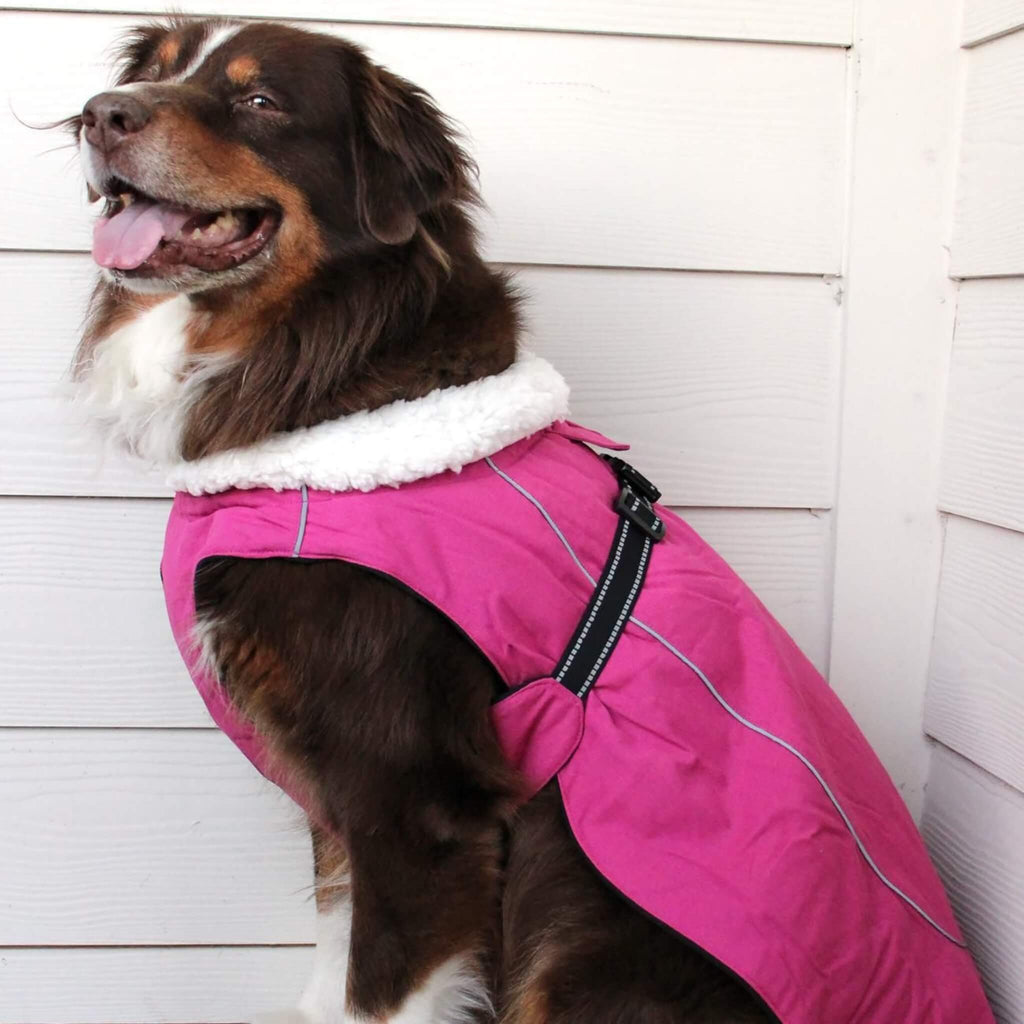 Dog wearing a pink coat with a white background