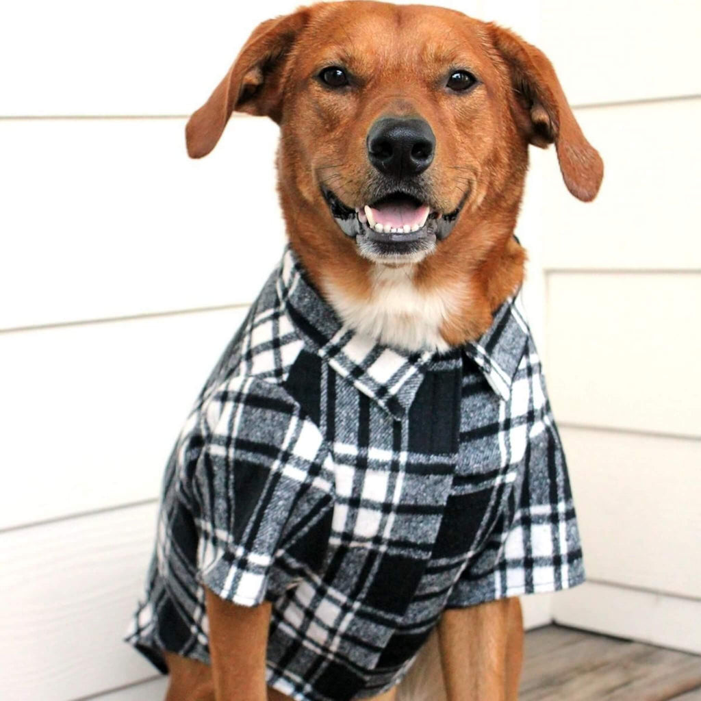 Dog wearing a black and white plaid shirt with a white background