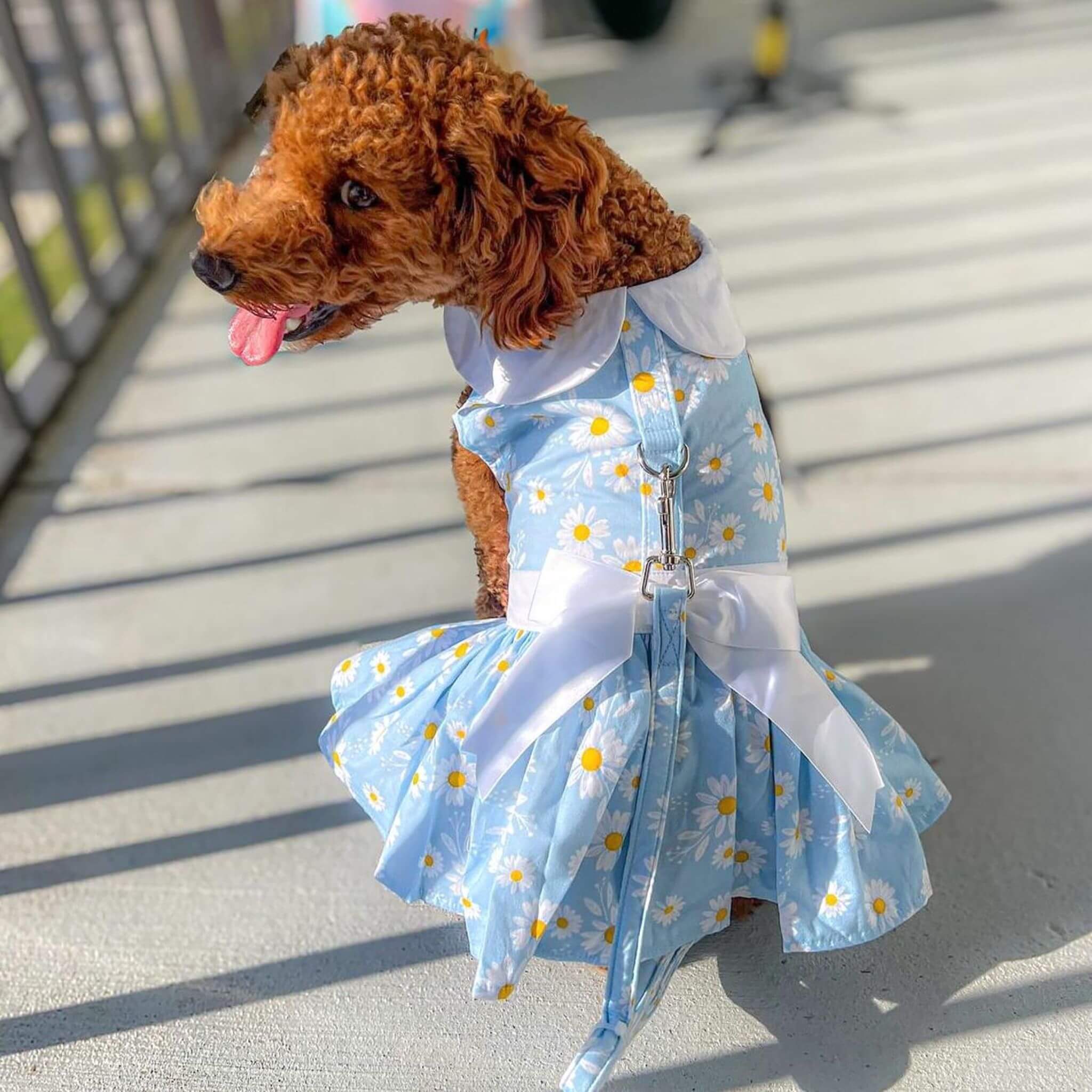 Blue Daisy Dog Dress with Leash | Summer Dog Dress Blue Daisy Dog Dress with Leash | Summer Dog Dress