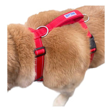 Load image into Gallery viewer, Dog models Chesapeake Adventure Dog Harness in Clifford Red
