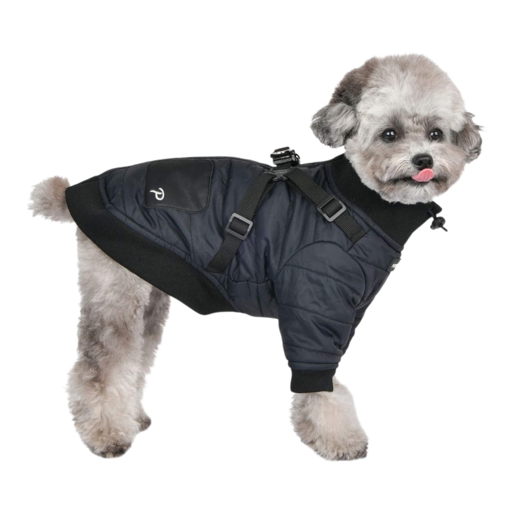 Small dog wearing a black puffer coat on a white background