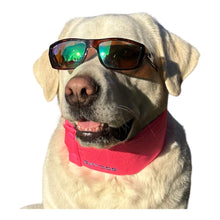 Load image into Gallery viewer, Dog wearing sun glasses models Arctic Bay Cooling Dog Collar in Sunset Pink
