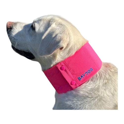 Dog wears Arctic Bay Cooling Dog Collar in Sunset Pink