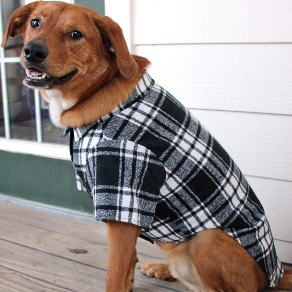 Dog wearing a black and white plaid shirt on a wooden deck.