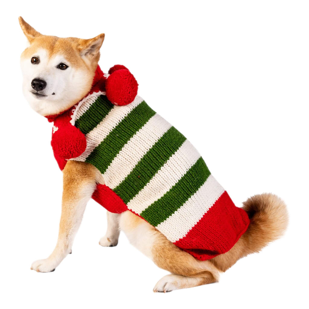 Dog wearing a red, green, and white striped sweater on a white background