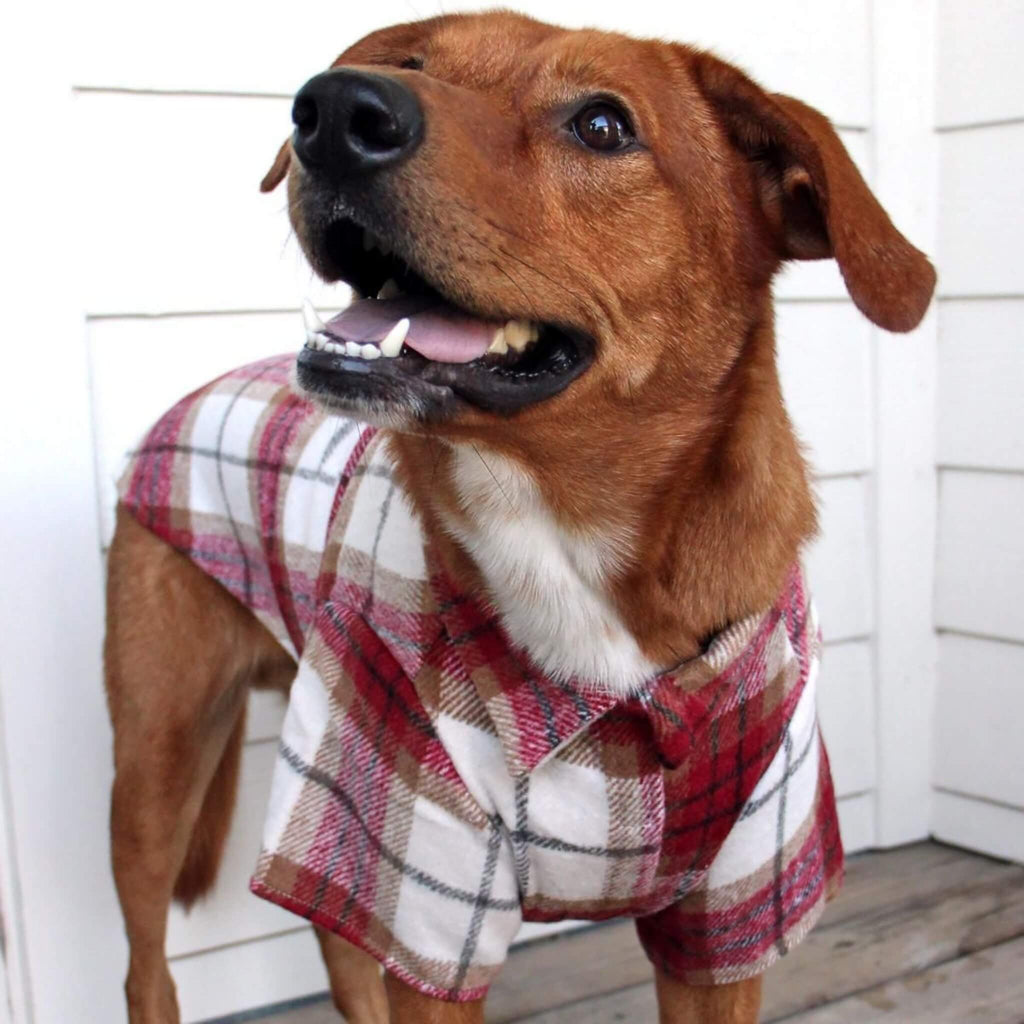 Dog wearing a red and white plaid shirt standing on a wooden deck.