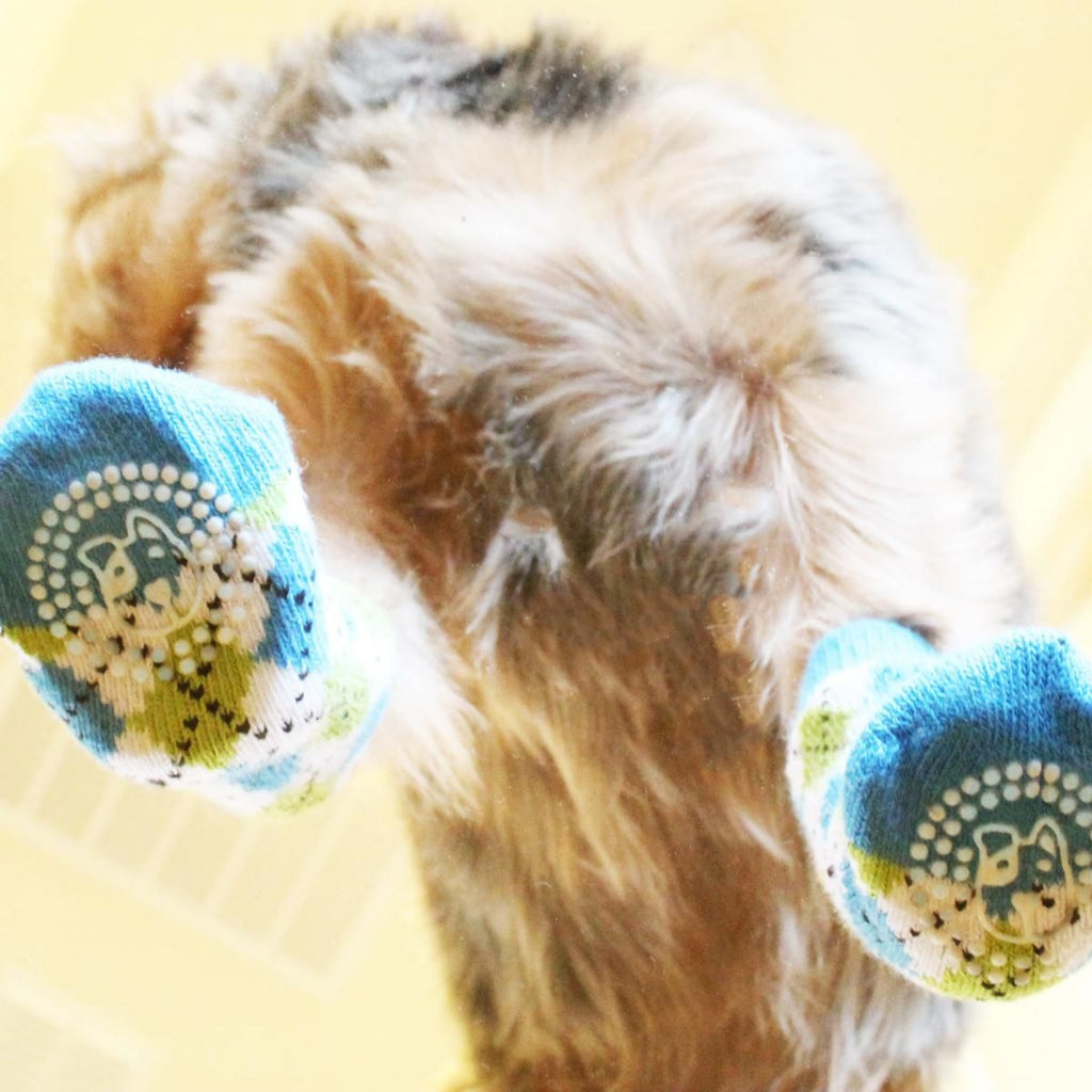 Dog wearing blue and green Argyle patterned socks on a yellow background