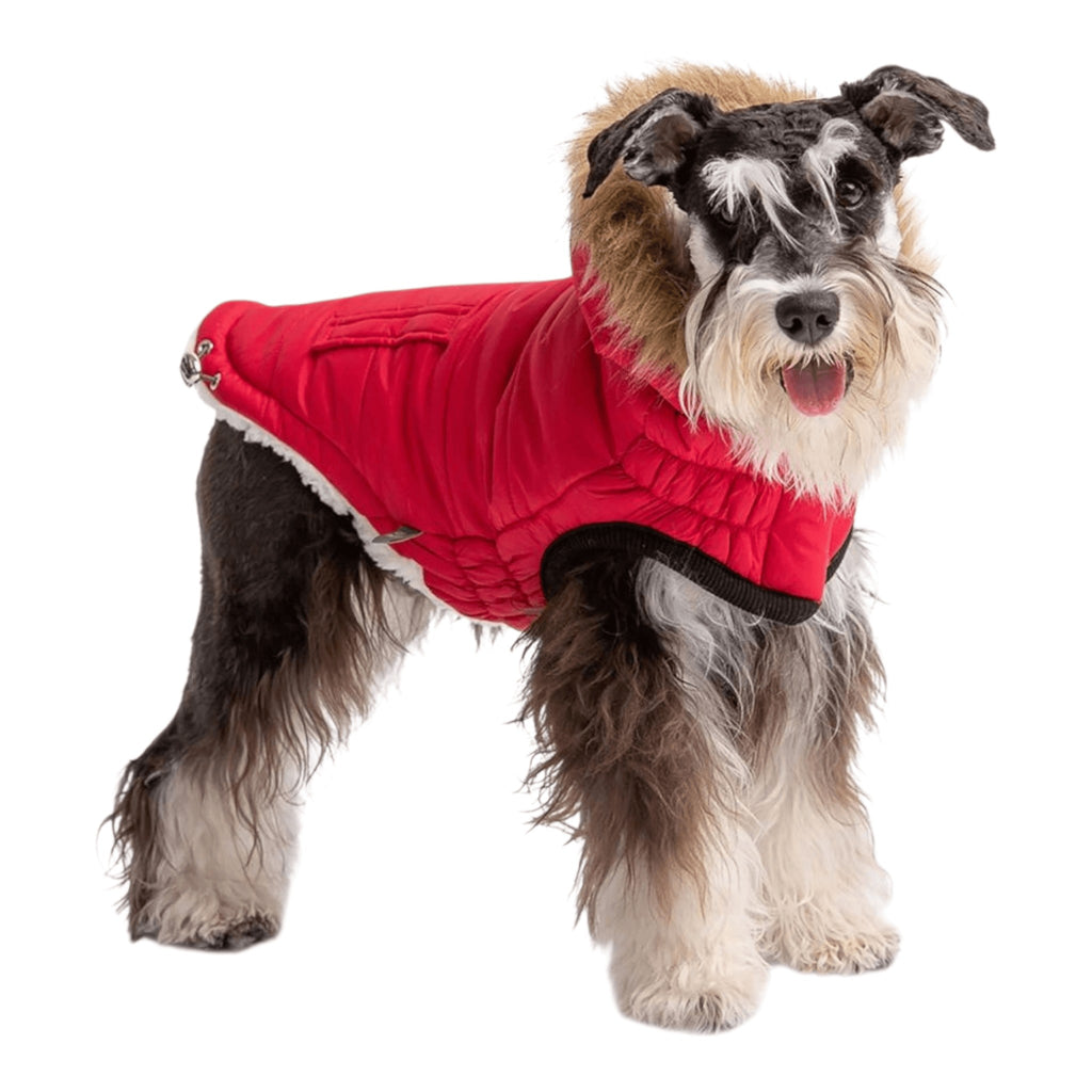Dog wears Urban Dog Parka in Red