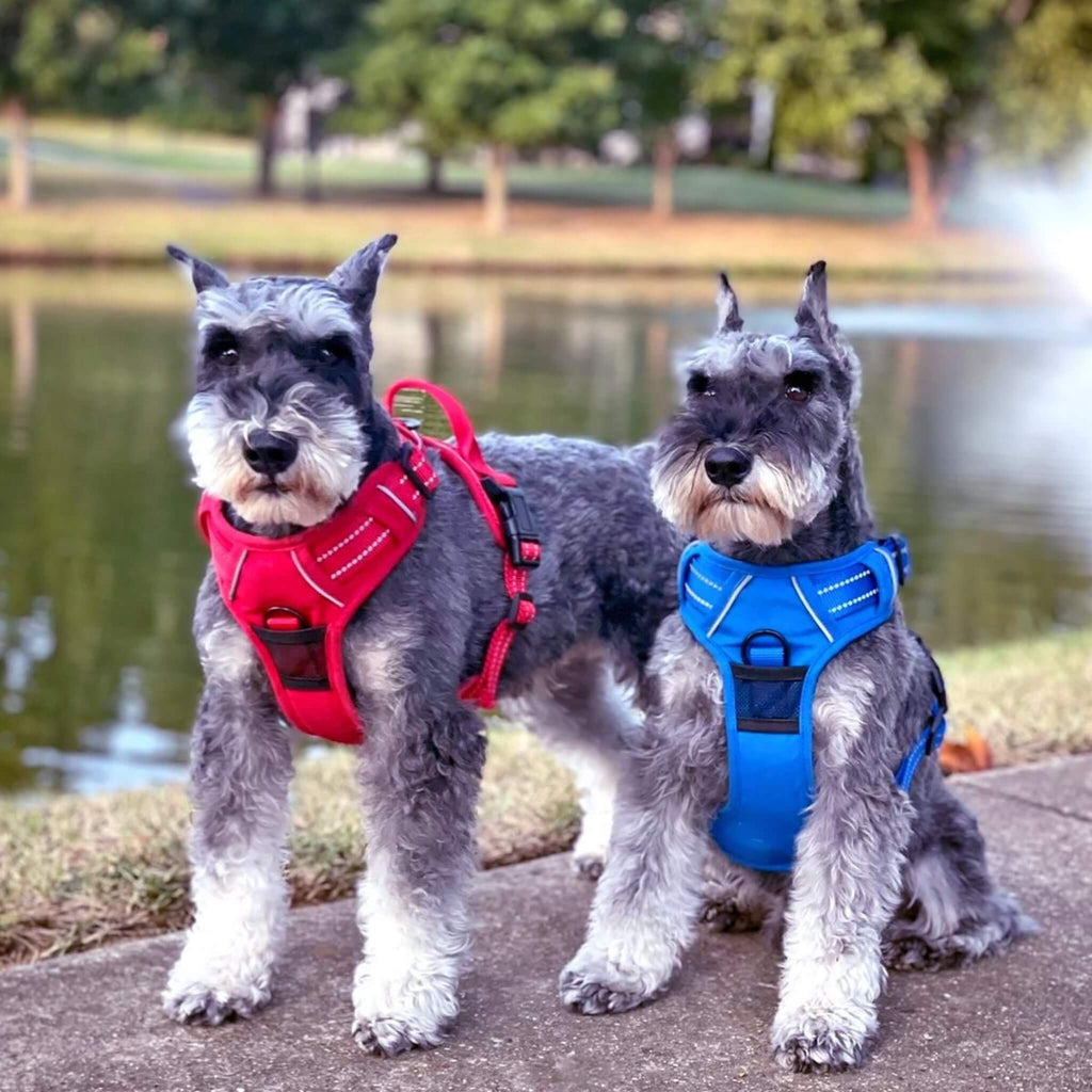 Two dogs wearing red and blue harnesses standing by a lake.