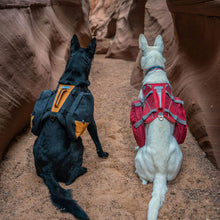 Load image into Gallery viewer, Dogs wear Baxter Backpacks by Kurgo
