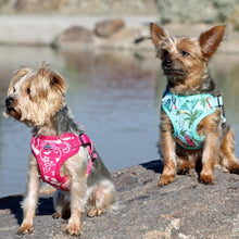Load image into Gallery viewer, Dogs wear Wrap and Snap Choke Free Dog Harnesses
