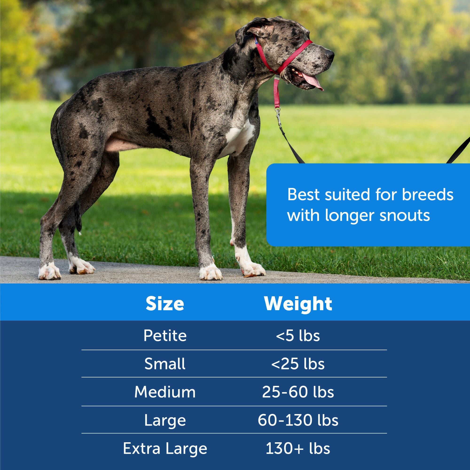 Dog on a leash with a size and weight chart overlay