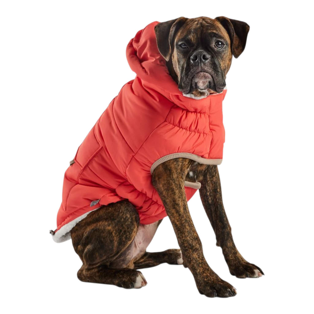 Dog wearing a red puffer coat on a white background