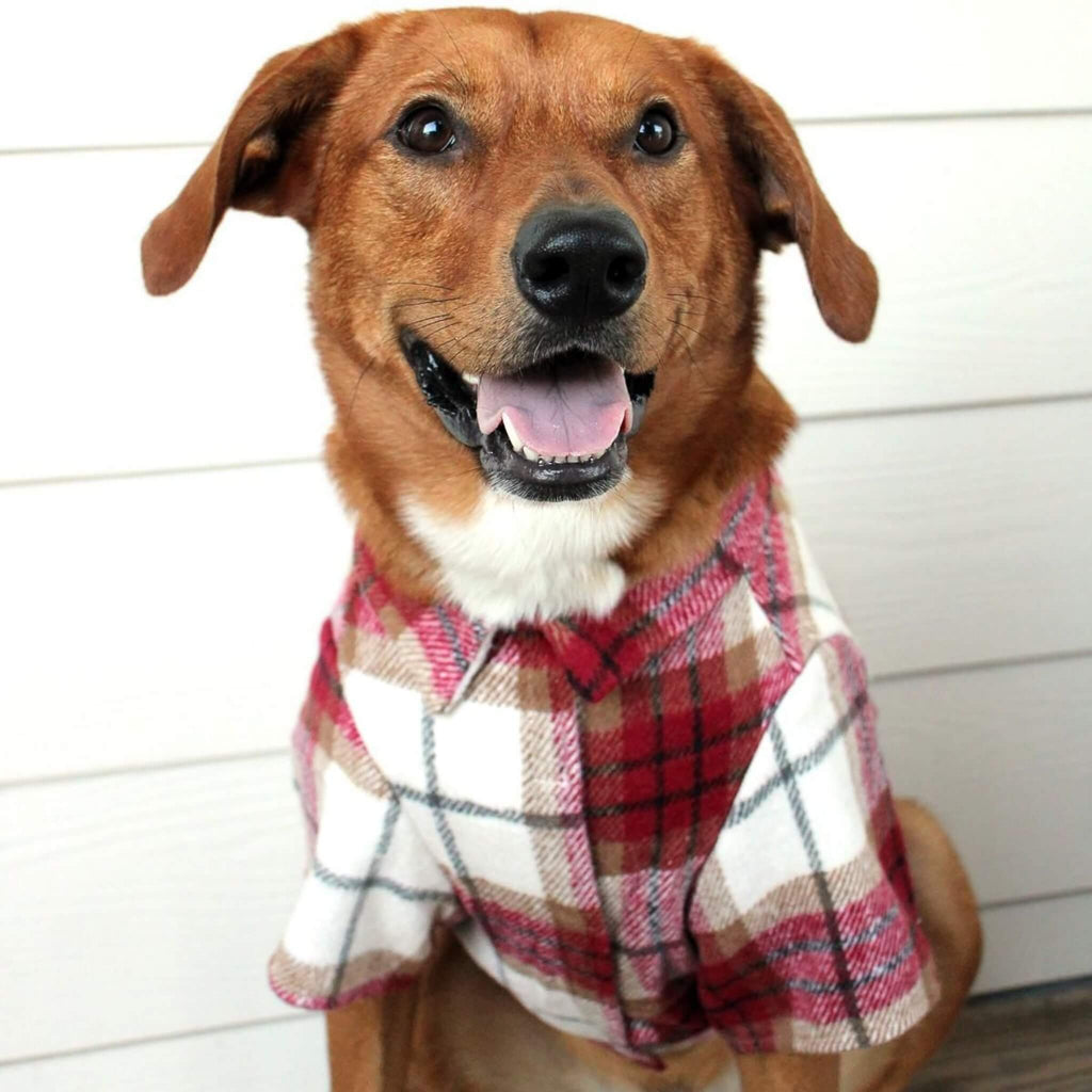 Dog wearing a plaid shirt with a white background
