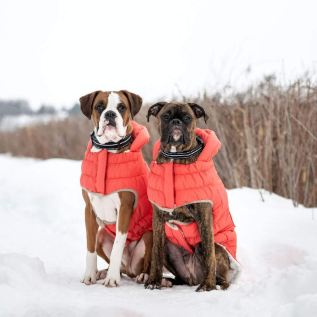 Two dogs wearing winter parkas sitting in the snow.