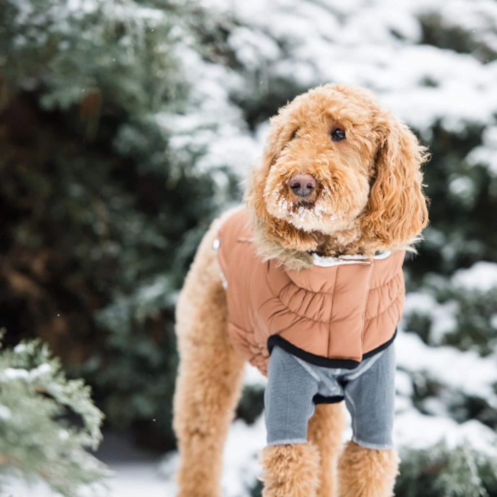 Larger breed dog models Urban Dog Parka in Caramel