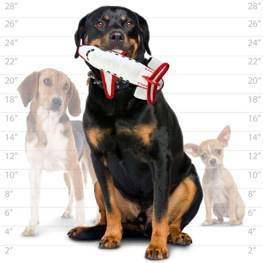 Dog holding a toy with measurement chart in the background