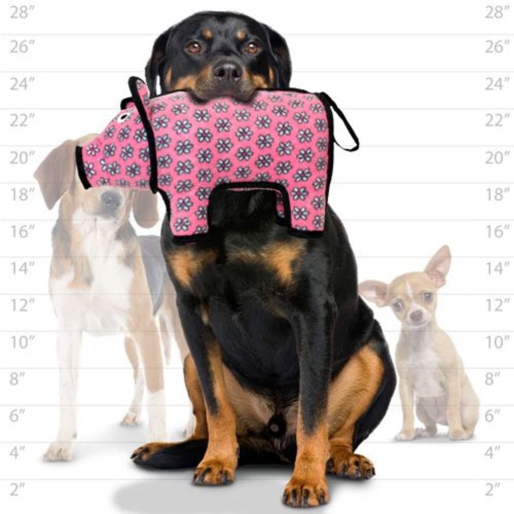 Dog holds pink pig dog toy with floral pattern, sitting next to measurement charts and other dogs.