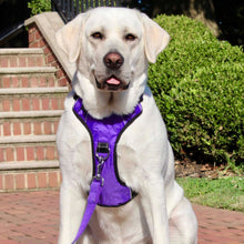 Load image into Gallery viewer, Walter models the Chesapeake Dog Harness in Purple Rain
