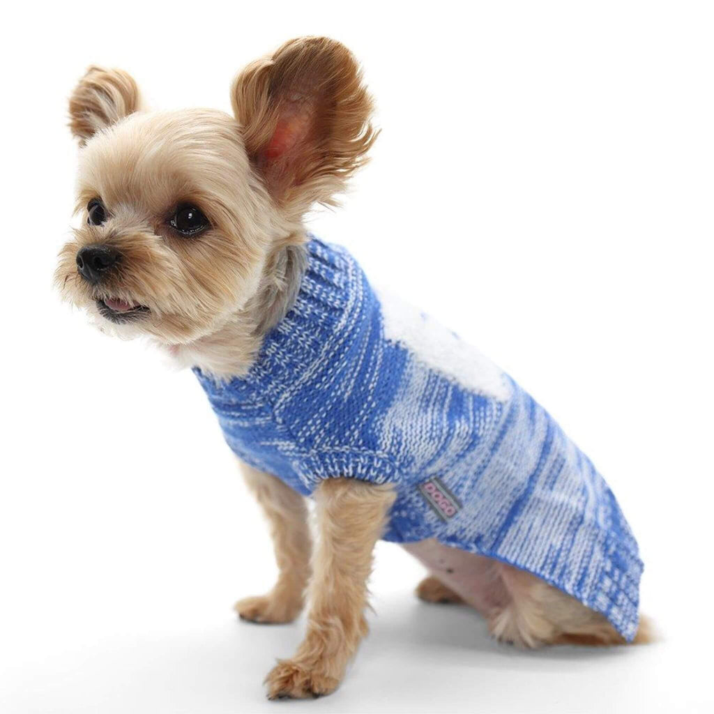 Small dog wearing a blue and white sweater on a white background