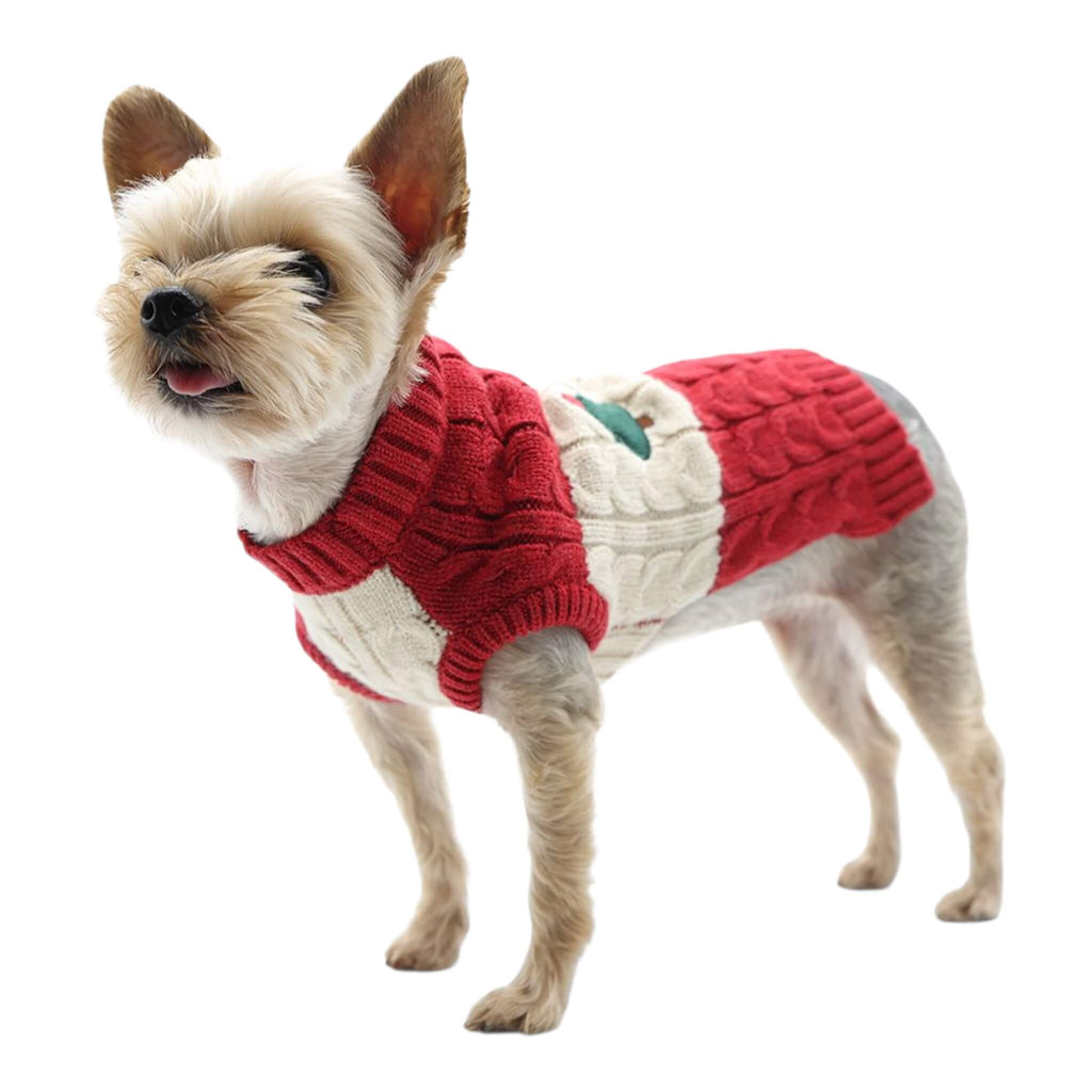 Small dog wearing a red sweater on a white background