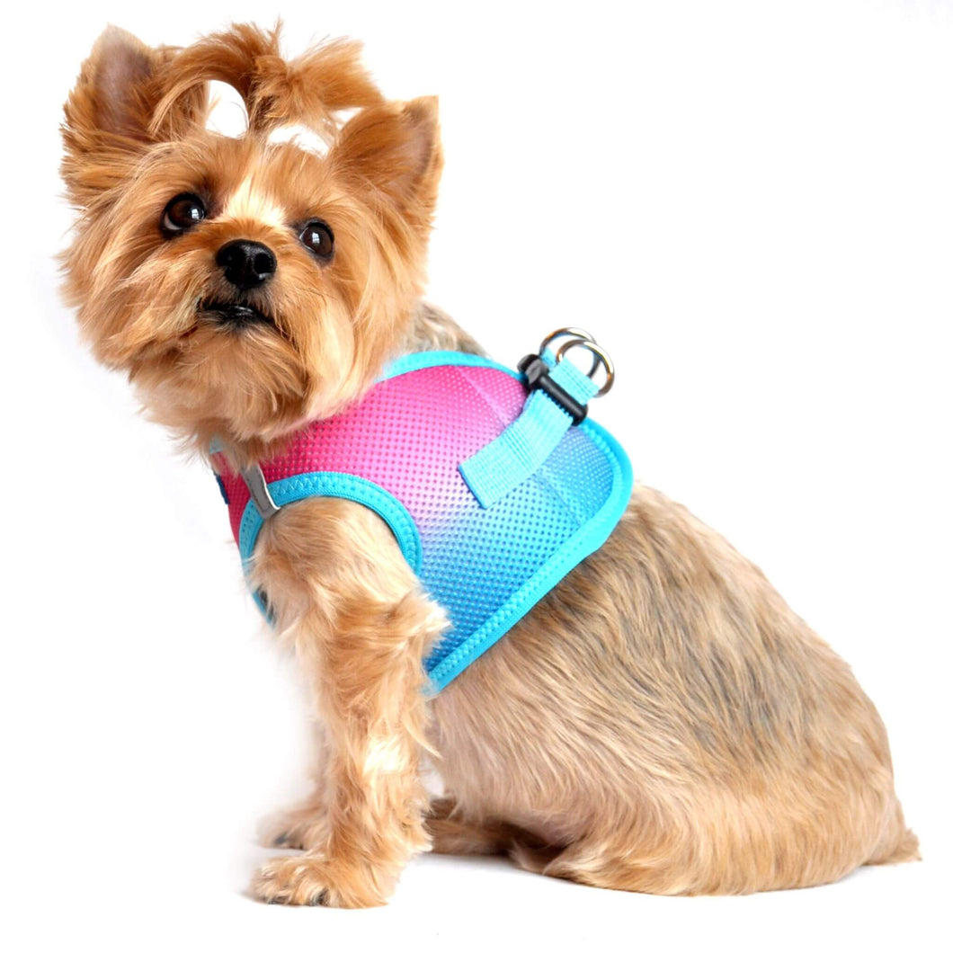 Yorkie models Sugar Plum American River Ombre Choke-Free Dog Harness